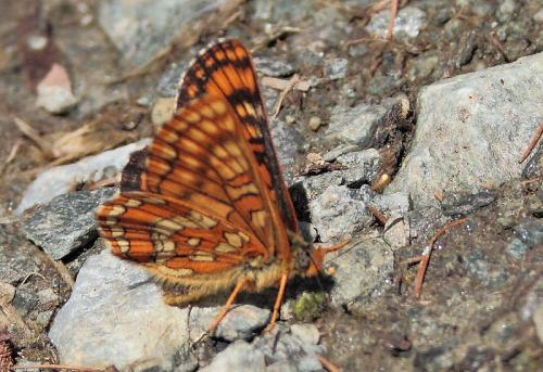 Euphydryas intermedia
