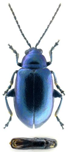 Réf. 105 003 : Altica lythri
