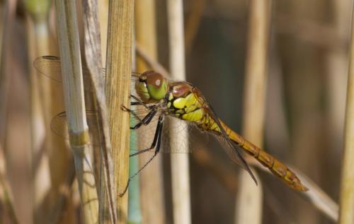 Réf. 105 987 : Sympetrum sp.