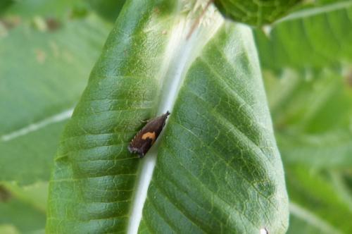 Réf. 105 724 : Dichrorampha petiverella