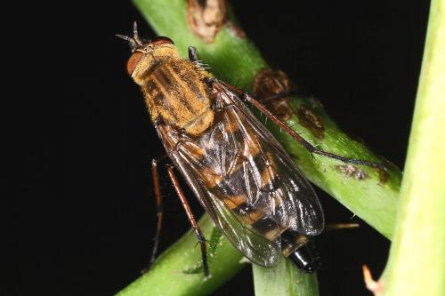 Thereva sp.