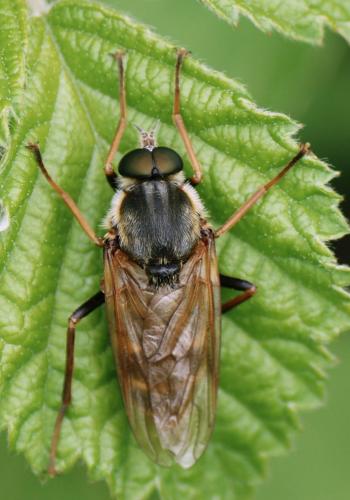 Coenomyia ferruginea