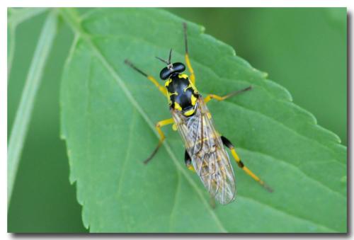 Réf. 105 358 : Xylomya maculata