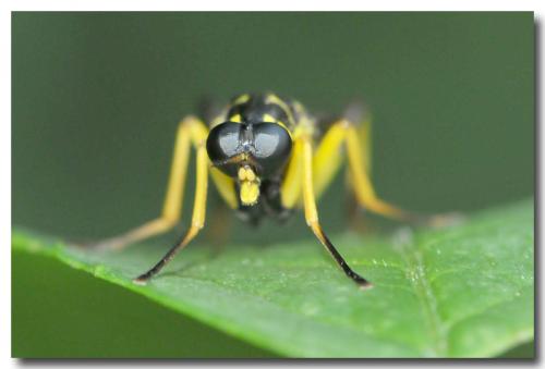Réf. 105 361 : Xylomya maculata
