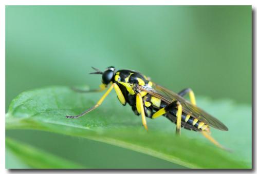 Réf. 105 359 : Xylomya maculata
