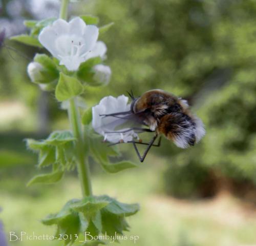 Réf. 105 105 : Bombylius cruciatus