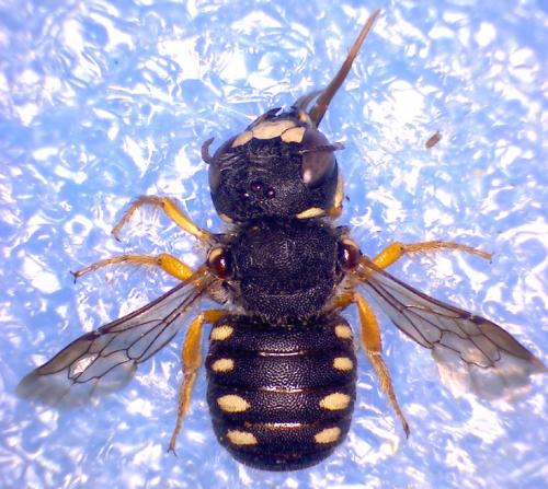 Pseudoanthidium nanum