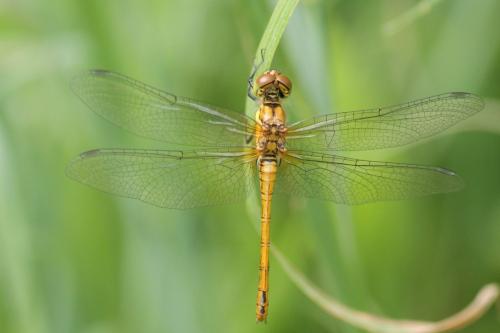Sympetrum sanguineum