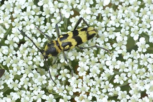 Réf. 105 533 : Chlorophorus varius