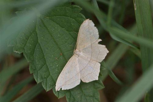 Réf. 105 553 : Timandra comae