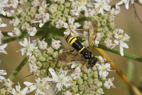 Zonuledo amoena