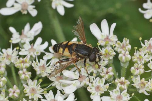 Helophilus pendulus