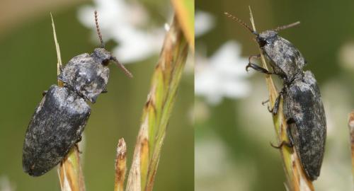Agrypnus murinus