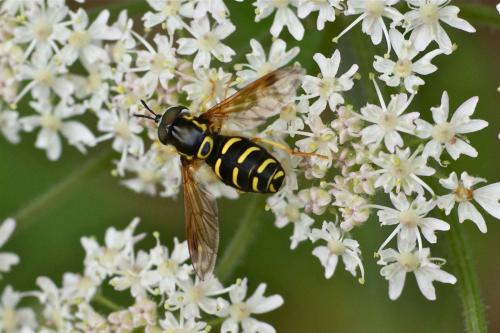 Réf. 105 728 : Chrysotoxum festivum