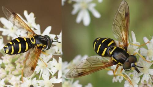 Réf. 105 742 : Chrysotoxum festivum