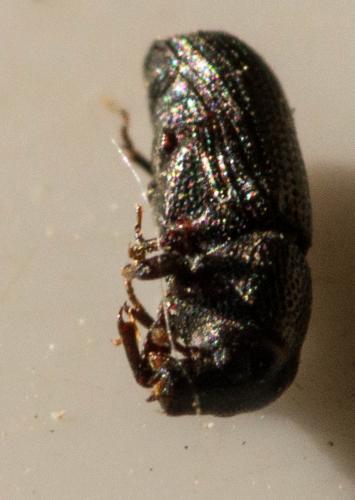Brachytemnus porcatus