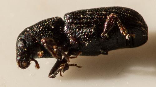 Brachytemnus porcatus