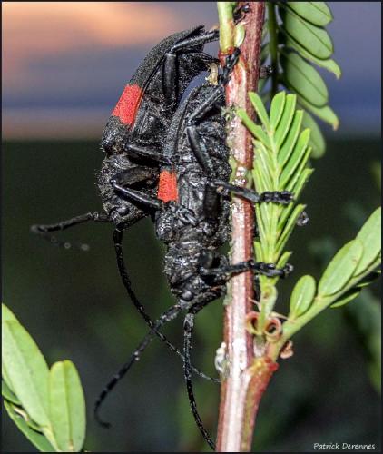 Ceroplesis signata