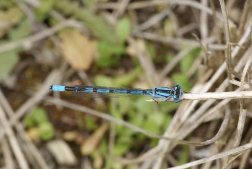 Enallagma cyathigerum