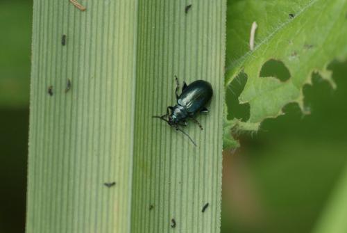Altica sp.