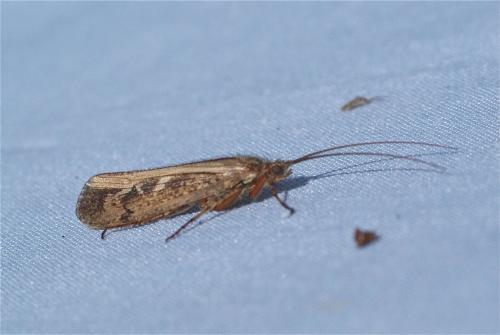 Limnephilus sp.