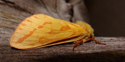 Hepialus humuli