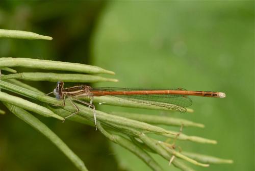 Réf. 105 197 : Platycnemis acutipennis