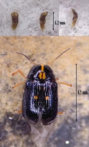 Réf. 105 469 : Cryptocephalus decemmaculatus