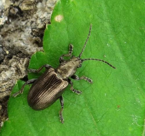 Plateumaris consimilis