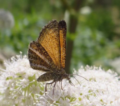 Réf. 105 710 : Isturgia limbaria