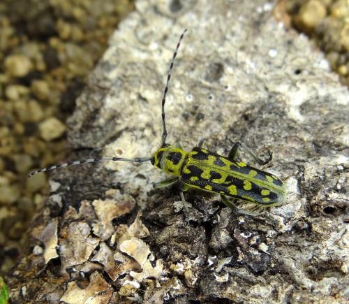 Réf. 105 880 : Saperda scalaris
