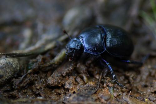 Anoplotrupes stercorosus