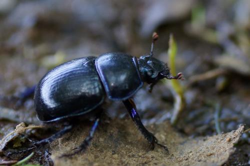 Anoplotrupes stercorosus