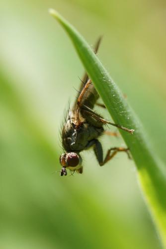 Scathophaga stercoraria