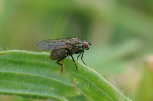 Réf. 105 153 : Anthomyia liturata