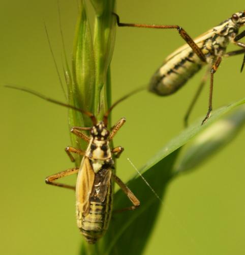 Leptopterna dolabrata