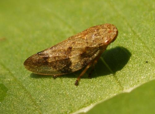 Aphrophora alni