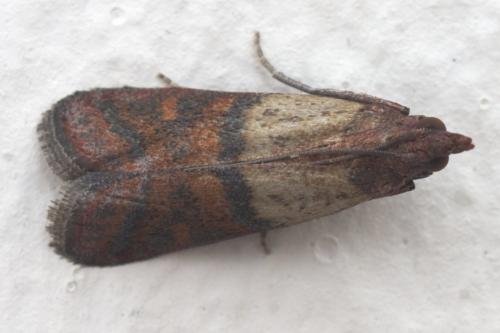Plodia interpunctella