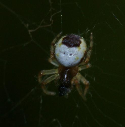 Araneus marmoreus