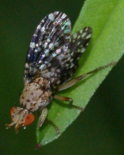 Réf. 105 211 : Trypetoptera punctulata