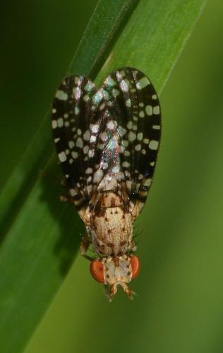 Réf. 105 041 : Trypetoptera punctulata