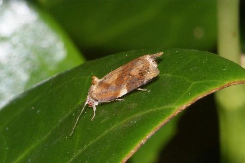 Réf. 105 933 : Ditula angustiorana
