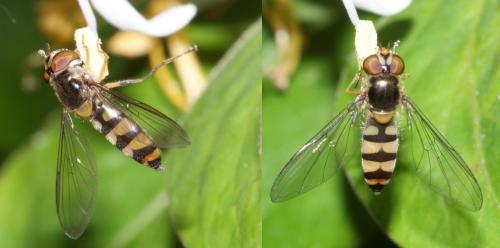 Meliscaeva auricollis