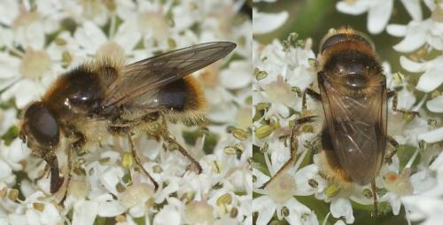Cheilosia illustrata