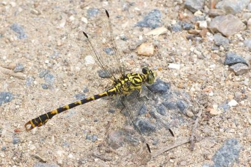 Réf. 105 824 : Onychogomphus forcipatus
