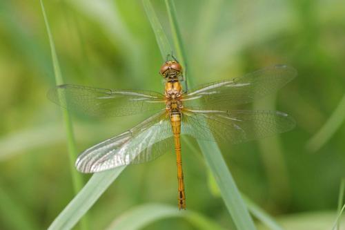 Sympetrum sanguineum