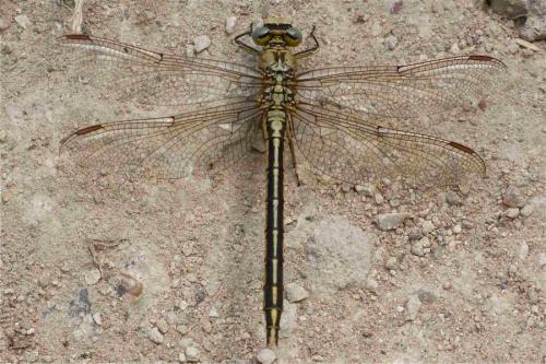 Réf. 105 818 : Gomphus pulchellus