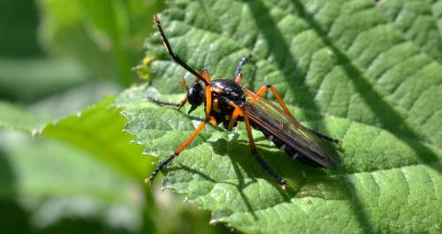 Réf. 105 014 : Molobratia teutonus