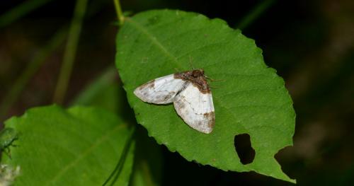 Réf. 105 617 : Mesoleuca albicillata