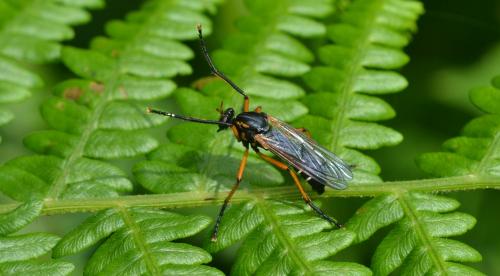 Réf. 105 013 : Molobratia teutonus
